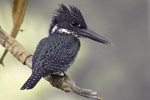 Giant Kingfisher